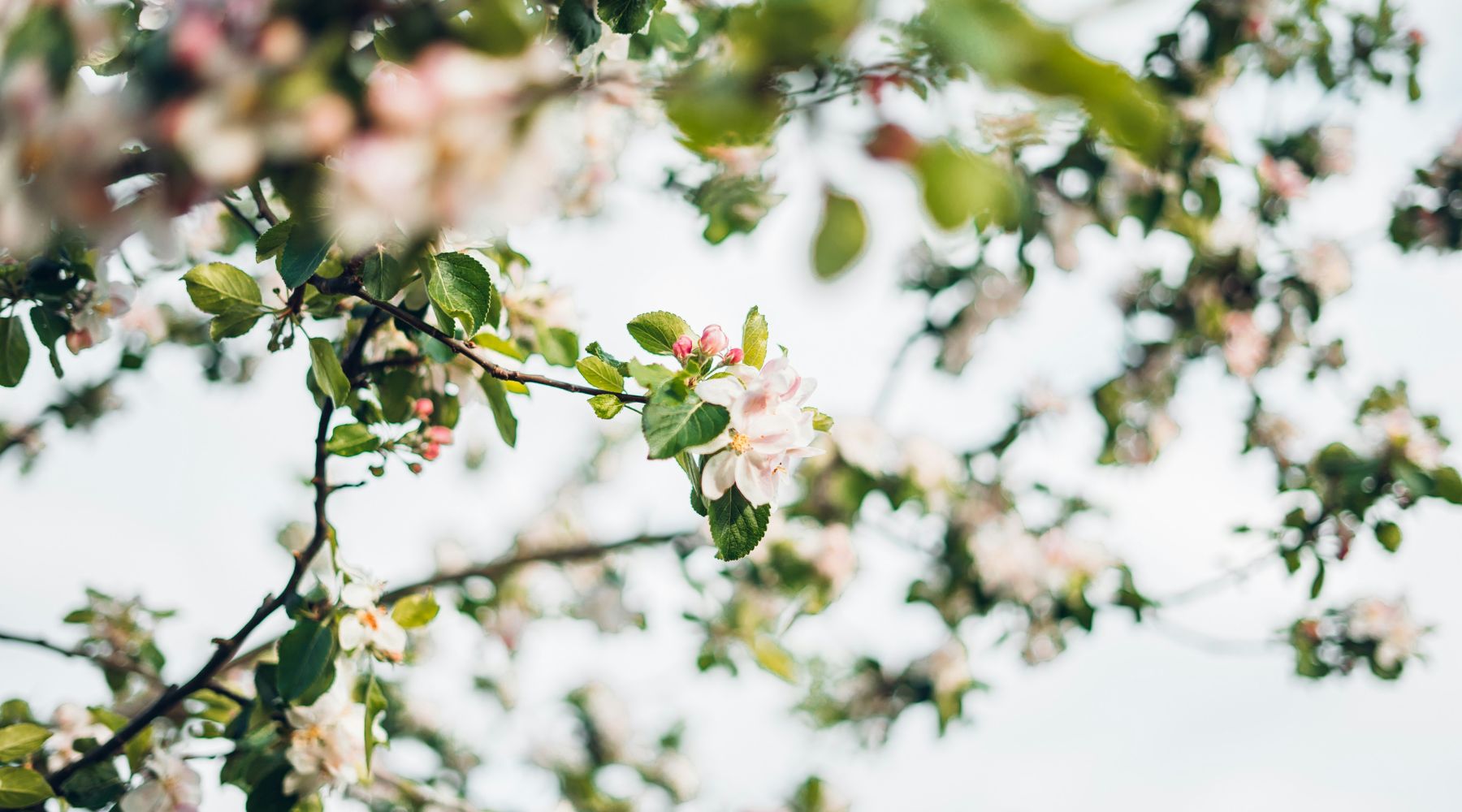 The Magic of...Apple Blossom