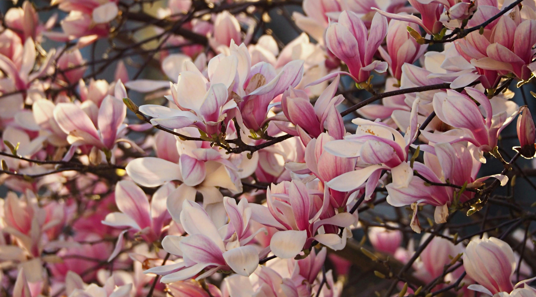 The Magic of...Magnolia