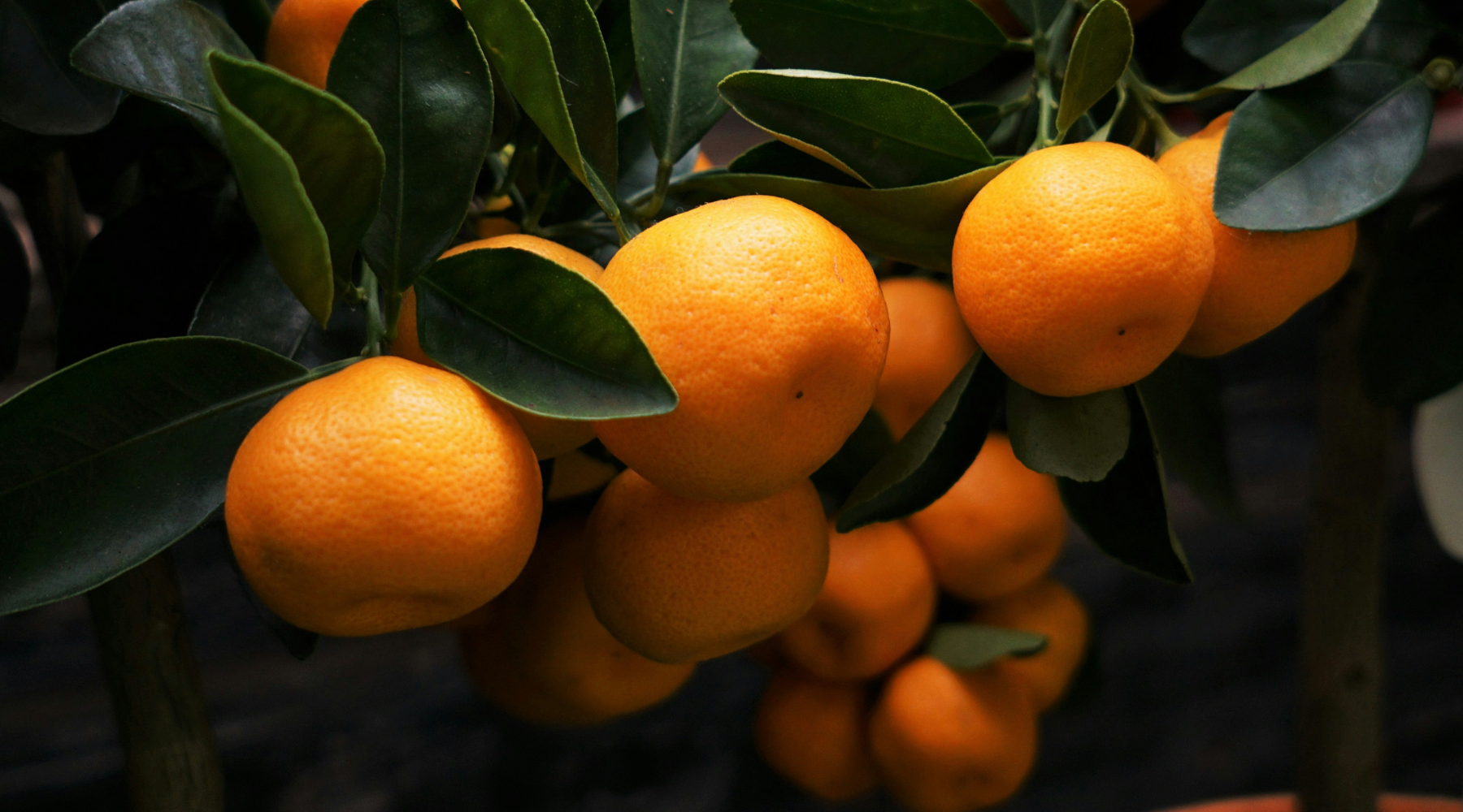 The Magic of Clementine